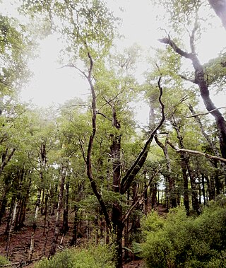<i>Nothofagus truncata</i> Species of tree