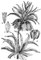 Fritillária imperiális Cesarski tulipan Illustration #136 in: Martin Cilenšek: Naše škodljive rastline, Celovec (1892)