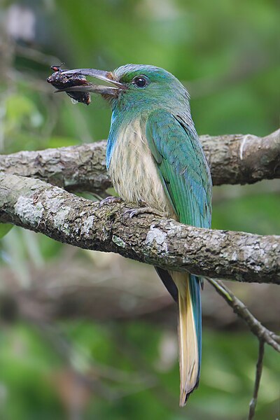 File:Nyctyornis athertoni - Khao Yai.jpg