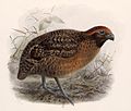 Thumbnail for Black-eared wood quail