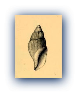 <i>Oenopota lutkeana</i> Species of gastropod