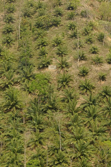 Oil palm in Mamit
