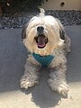 Old English Sheepdog