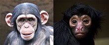 Old World ape and New World monkey faces.jpg