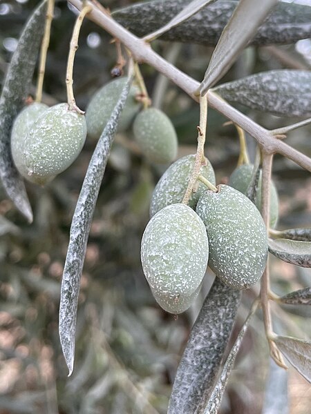 File:Olive trattate con caolino.jpg