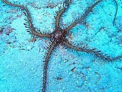 File:Ophiomastix janualis - North Direction island 01.jpeg (Category:Echinoderms of Queensland)