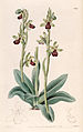 Ophrys sphegodes (as syn. Ophrys aranifera) plate 1197 in: The Botanical Register (Orchidaceae), vol. 14, (1828)