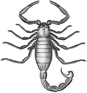 Centromachidae