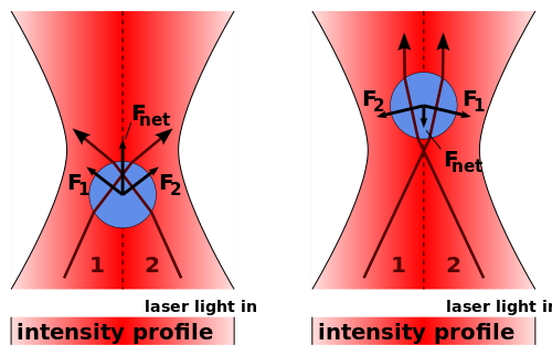 Ray optics explanation (focused laser). In addition to keeping the bead in the center of the laser, a focused laser also keeps the bead in a fixed axial position: The momentum change of the focused rays causes a force towards the laser focus, both when the bead is in front (left image) or behind (right image) the laser focus. So, the bead will stay slightly behind the focus, where this force compensates the scattering force.
