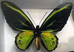 Thumbnail for Ornithoptera akakeae