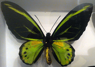 <i>Ornithoptera akakeae</i> Species of butterfly