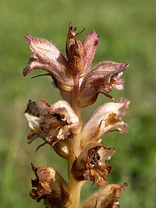 Orobanche caryophyllacea.jpg