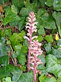 Klimopbremraap (Orobanche hederae)