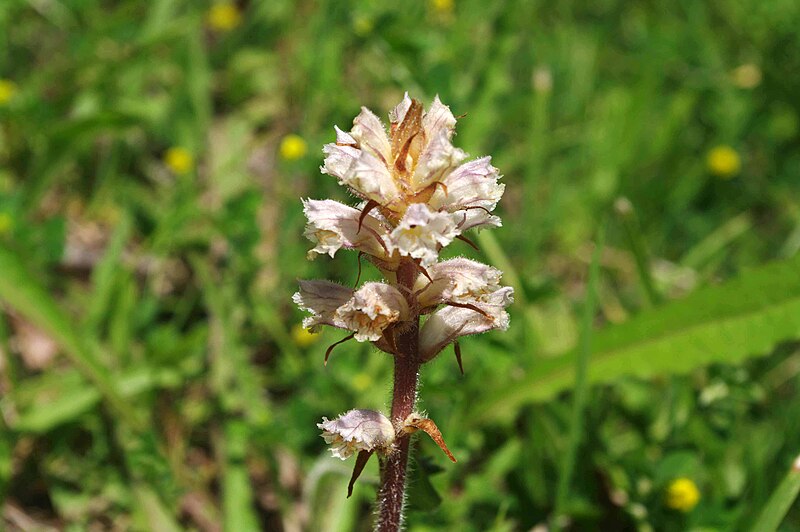 File:Orobanche picridis inflorescence (16).jpg