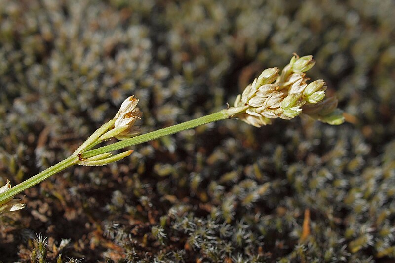 File:Ortegia hispanica 20110806 2.jpg