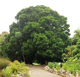 Afrocarpus falcatus