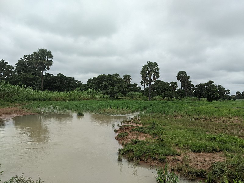 File:Périmètre rizicole de Sinendé, département du Borgou au Bénin 07.jpg