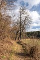 English: Pedunculate oaks (Quercus robur) Deutsch: Stieleichen