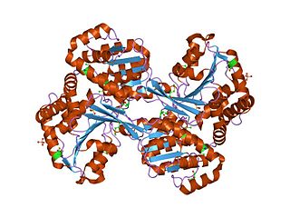 Histidinol dehydrogenase