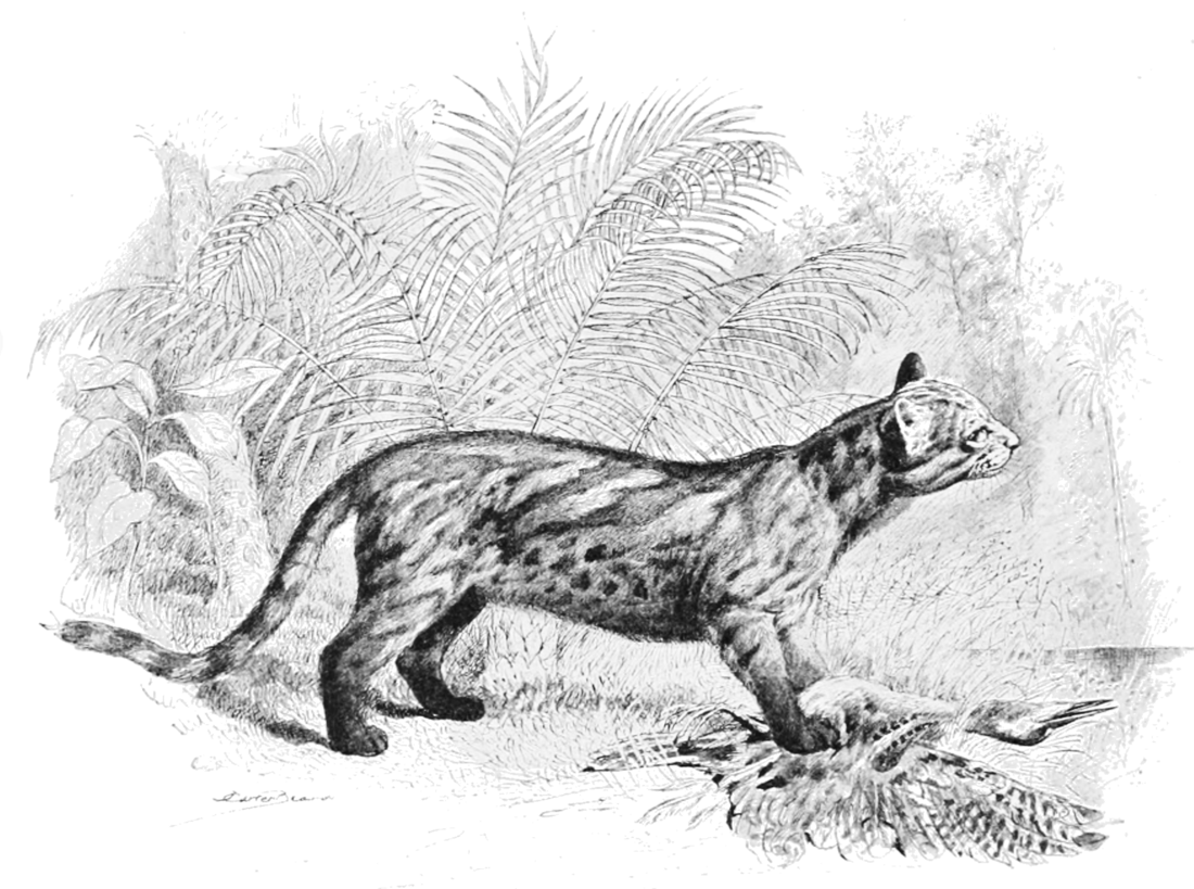 Leopardus braccatus