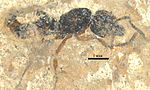 P. parvula holotype Pachycondyla parvula SMFMEI10638.jpg