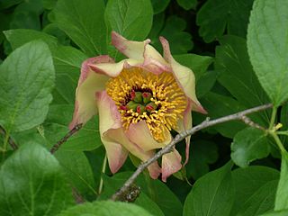 <i>Paeonia daurica <span style="font-style:normal;">subsp.</span> wittmanniana</i> Subspecies of flowering plant