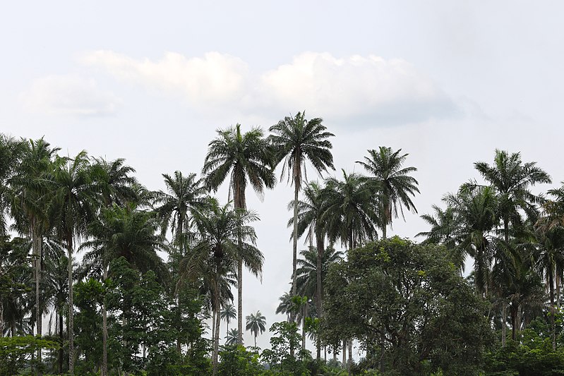 File:Palm-tree-plantation--at-Kwale--Delta-state--beside-OPAC-Refinery-.jpg