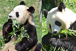 Yuan Zi et Huan Huan : les deux pandas géants du ZooParc de Beauval.