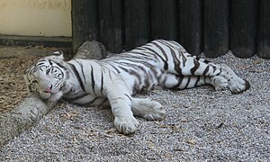 Zoologická Zahrada Liberec: Historie, Současnost, Galerie