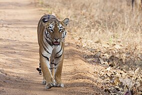 Panthera tigris tigris Tidoba 20150306.jpg