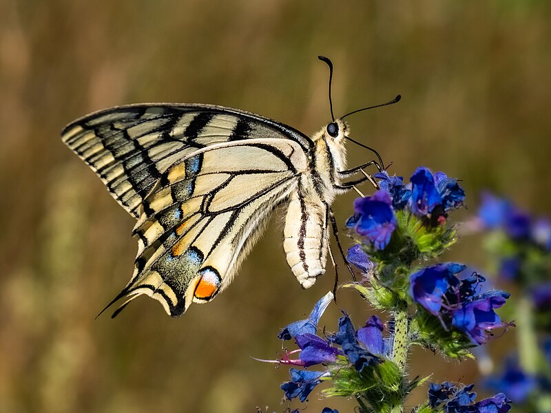 File:Papilio machaon - Schwalbenschwanz auf Gewöhnlichem Natternkopf -20190629-RM-163802.jpg