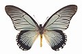 Papilio zalmoxis ulster.jpg