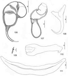 Parasite150040-fig14 Pseudorhabdosynochus monaensis Dyer, Williams & Bunkley-Williams, 1994 - buah ARA 106-111.tif