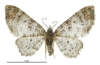 <i>Pasiphila aristias</i> Species of moth