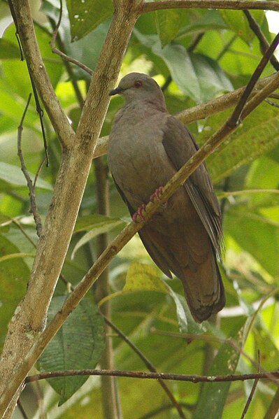 File:Patagioenas goodsoni 10430592.jpg