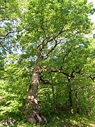 Peaceable Oak Tree