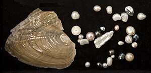 Shell of one species of freshwater pearl mussel, possible Lasmigona complanata (commonly known as the white heelsplitter), with pearls. Pearl-freshwater hg.jpg