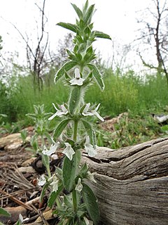 <i>Sideritis romana</i> Species of plant