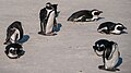 * Nomination African peguins at Boulders Beach, Cape Town --MB-one 11:56, 27 November 2020 (UTC) * Promotion  Support Good quality. --Poco a poco 16:07, 27 November 2020 (UTC)