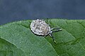 * Nomination Pentatomidae (nymph) --Vengolis 01:47, 3 October 2016 (UTC) * Promotion Good quality. --Johann Jaritz 02:18, 3 October 2016 (UTC)