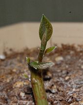 Black Avocado Seeds (Persea americana)