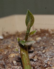 Persea americana (Avocado) Sprout 08May2010.JPG