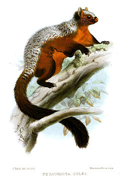 Illustration från Proceedings of the Zoological Society of London 1900.