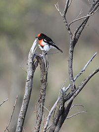 Red-capped Robin (Petroica goodenovii), Northern Territory, Australia