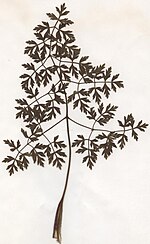 Miniatura para Peucedanum oreoselinum