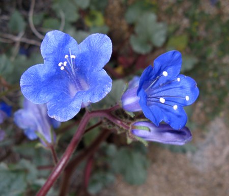 Phacelia campanularia vasiformis.jpg