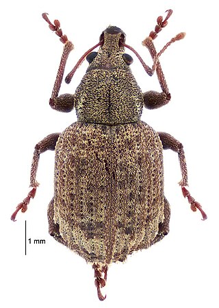 <span class="mw-page-title-main">Oosomini</span> Tribe of beetles