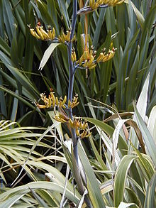 Phormium colensoi