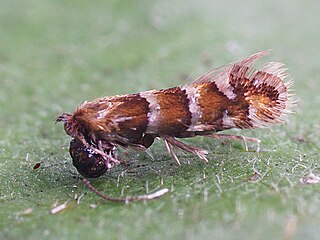 <i>Phyllonorycter klemannella</i> Species of moth