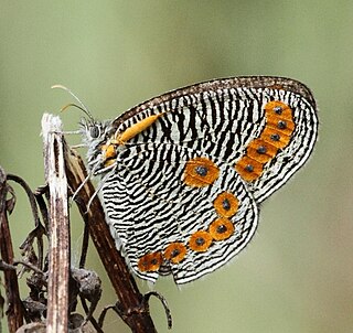 <i>Physcaeneura panda</i> Species of butterfly